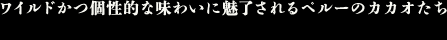 ワイルドかつ個性的な味わいに魅了されるペルーのカカオたち